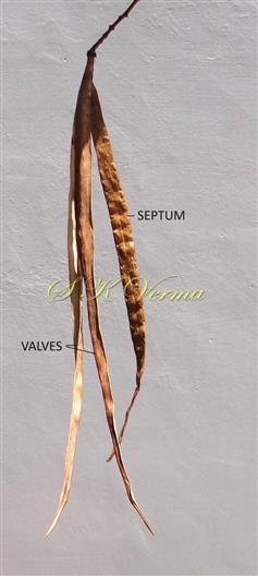  Dehisced capsule